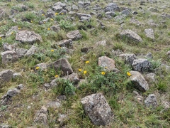 Balsamorhiza macrolepis