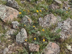 Balsamorhiza macrolepis