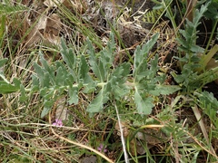 Balsamorhiza macrolepis