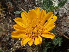 Balsamorhiza macrolepis