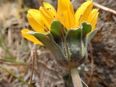 Balsamorhiza macrolepis