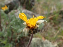 Balsamorhiza macrolepis
