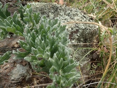 Balsamorhiza macrolepis