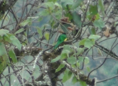 Chrysococcyx cupreus