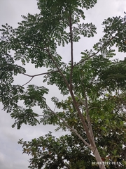 Pseudosamanea guachapele