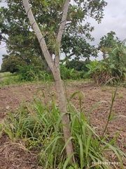 Pseudosamanea guachapele