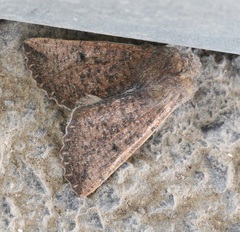 Dasycorsa modesta