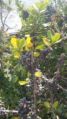 Melicytus orarius