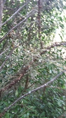 Dacrycarpus dacrydioides