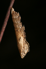 Colobura dirce wolcotti