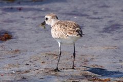 Pluvialis squatarola