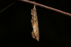 Colobura dirce wolcotti