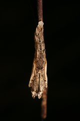 Colobura dirce wolcotti
