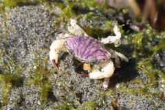 Cycloxanthops novemdentatus