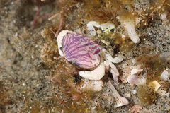 Cycloxanthops novemdentatus