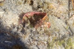 Paraclinus integripinnis