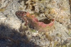 Paraclinus integripinnis