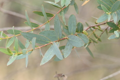 Eucalyptus parvula