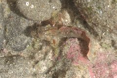 Paraclinus integripinnis