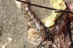 Paraclinus integripinnis