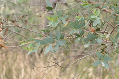 Eucalyptus parvula