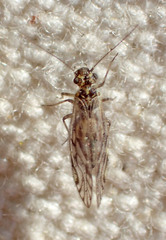 Philotarsus californicus