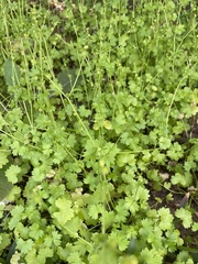 Ranunculus platensis