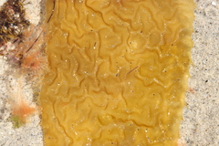Macrocystis pyrifera