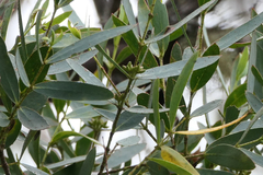 Eucalyptus parvula