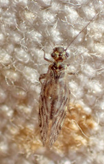 Philotarsus californicus