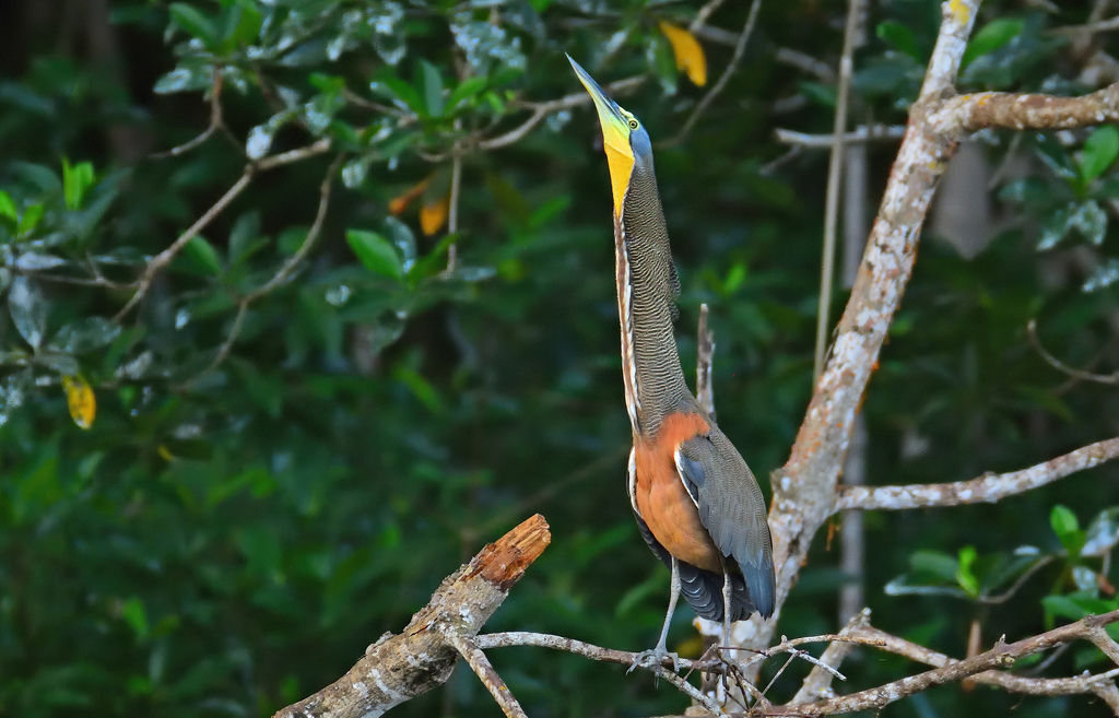Tiger-Herons