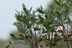 Eucalyptus parvula