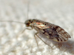 Philotarsus californicus