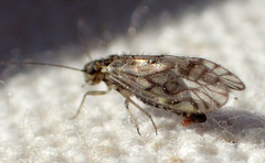 Philotarsus californicus