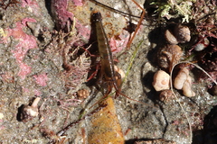 Betaeus longidactylus