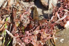 Betaeus longidactylus