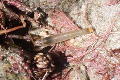 Betaeus longidactylus