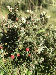 Acrothamnus montanus