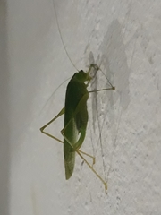 Anaulacomerina