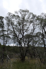 Eucalyptus parvula