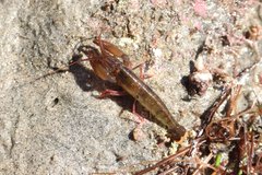 Betaeus longidactylus