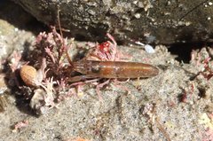 Betaeus longidactylus