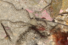 Ophionereis annulata