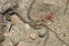 Ophionereis annulata
