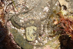 Ophionereis annulata
