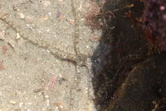 Ophionereis annulata