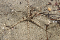 Ophionereis annulata