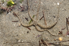 Ophionereis annulata