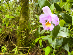Sobralia macrantha
