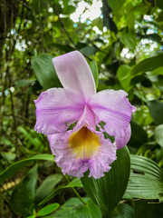 Sobralia macrantha